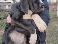 Great Dane Danua Yavrular