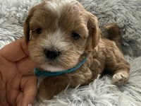 Maltipoo Yavrularımız
