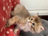 Pamuk safkan Brıtısh longhair