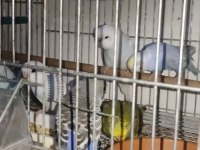 Ele alıştırmalık konuşturmalık muhabbet kuşlar mevcuttur