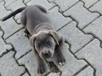 Cane corso köpeği