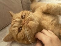 3 yaşında exotic shorthair erkek kedimiz