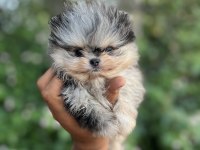 Merle pomeranian boo