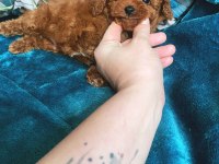 Wc eğitimli 4 aylık 500 gr micro tea cup poodle