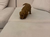 Wc Eğitimli  Toy Poodle Yavruları