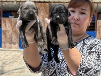 Cane Corso yavrularımız ruhsatlı çiftliğinden