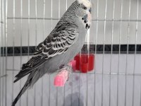 Jumbo muhabbet kuşları takım