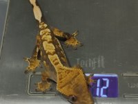 Crested Gecko
