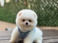 Pomeranian boo prensimiz