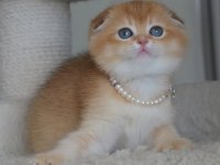 Kıvrık kulak golden scottish fold