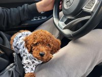 Safkan Toy Poodle Yavru