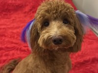 Toy poodle köpeğimiz