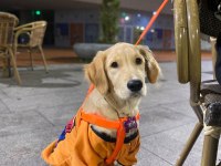 Golden retriever 5 aylık 10 numara dişi