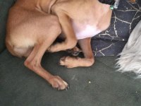 Sevimli köpeğimiz kukimizi sahiplendirmek istiyoruz