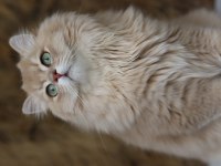 British Longhair Erkek Kedimiz