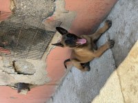 Üst düzey kalitede Belçika Malinois yavrular