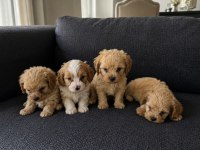 Maltipoo Bebekler Hazır