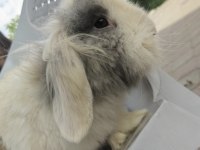 Lop Tavşanlar