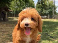 Maltipoo Erkek Red