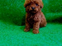 Irk ve sağlık garantili poodle bebekler