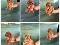 TOY POODLE YAVRULARIMIZ