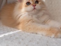 Blh By12 Erkek Kedimiz