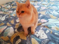 Damızlık şecereli golden british shorthair dişi