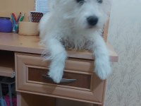 5 aylık 0 numara dişi terrier