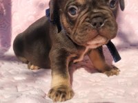 Choco And Tan ve Choco Çikolata tadında french bulldog