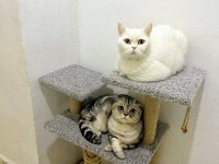 BRİTİSH SHORTHAİR DİŞİ 3 YAŞINDA