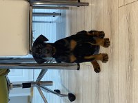 A KALİTE DOBERMAN SİYAH 2 aylık