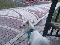 pomeranian tilki surat