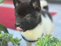 Akita yavrular