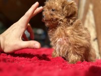 Micro Teacup Parmak çocuk orijinal Maltipoo