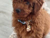 YAKIŞIKLI POODLE OĞLUM PAFİ