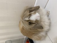 Lop tavşanı