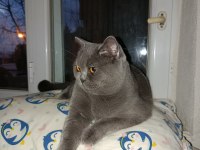3 Yaşında Kısır British Shorthair Tokyo