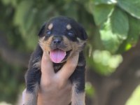 Macar Rottweiler Yavrular