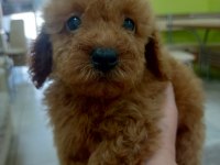 KALİTELİ TOY POODLE YAVRULAR RENKLER MEVCUT