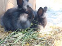 Fluffy dwarfs özel pofuduk cüce tavşanlarımız