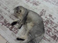 Ev arıyoruz scottish fold kızıma