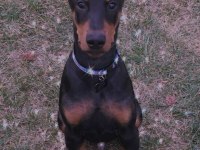 HEYBETLİ ESTETİKLİ DOBERMAN SAĞLIK VE IRK GARANTİLİ DOBERMAN