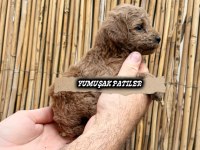 TOY POODLE YAVRUMUZ