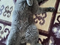 Sahiplendirme british shorthair