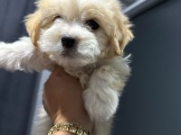 Maltipoo bebek yavrular