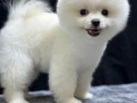 Pomeranian boo bebekleri