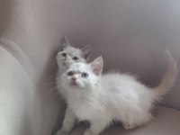 2 Aylık British Shorthair Yavru Kedilerimiz