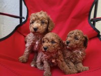 Toy poodle red brown