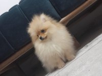 Pamuk pomeranian oğlumuzu sahiplendiriyoruz