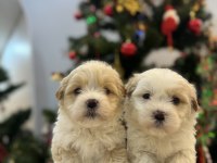 Sevimli Maltipoo bebeklerim